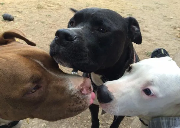 Un estudio relaciona la agresividad canina y la microbioma intestinal de los perros