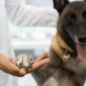 La rabia canina: todo lo que necesitas saber sobre esta …