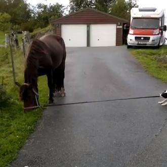 Vamos de paseo, le dijo el perro al caballo