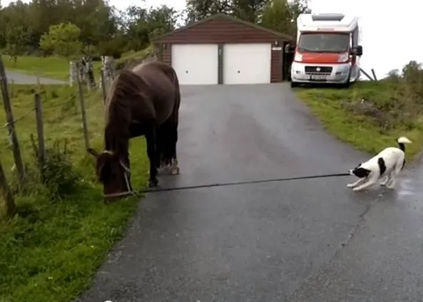 Vamos de paseo, le dijo el perro al caballo