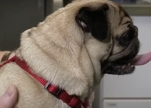 Pedigree Dogs Exposed: Los problemas de los perros de raza en dos documentales clave