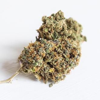 Marihuana y perros: las intoxicaciones han aumentado exponencialmente 