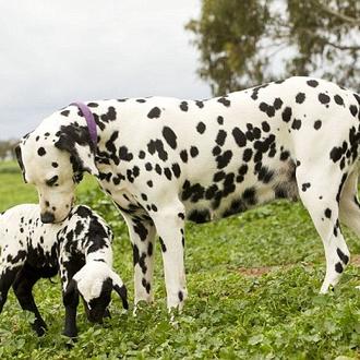 Instinto maternal a toda costa: una dálmata 