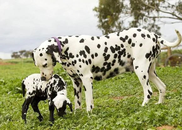 Instinto maternal a toda costa: una dálmata 