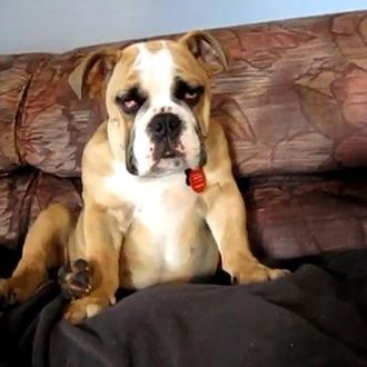 Para sonreír, nada como un cachorro de Bulldog Inglés