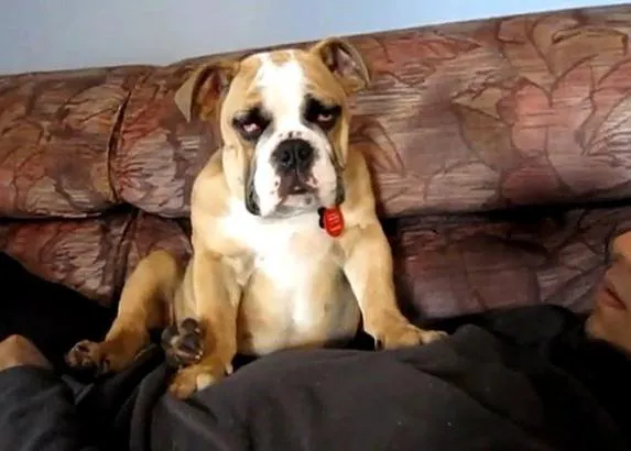 Para sonreír, nada como un cachorro de Bulldog Inglés
