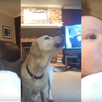 Dos perros y un bebé en la batalla de aullidos …