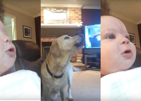 Dos perros y un bebé en la batalla de aullidos más adorable que hayas visto nunca