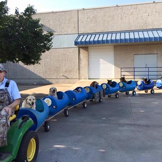 El tren de los perros rescatados: el mejor tren del …
