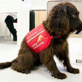 Un nuevo estudio intenta comprobar si los perros detectores pueden …