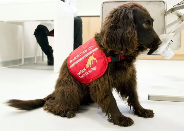 Un nuevo estudio intenta comprobar si los perros detectores pueden identificar el cáncer en sus congéneres