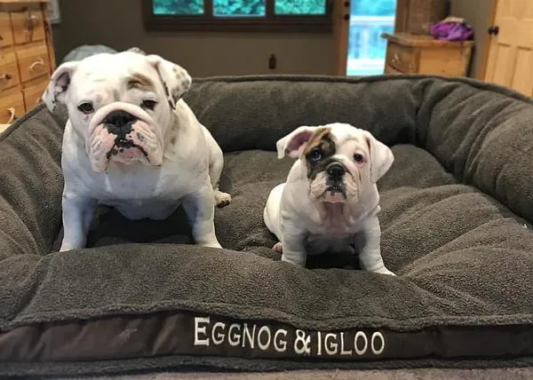 La cama perruna más chula del mundo mundial: la guarida de Eggnog & Igloo, las Bulldog Inglés