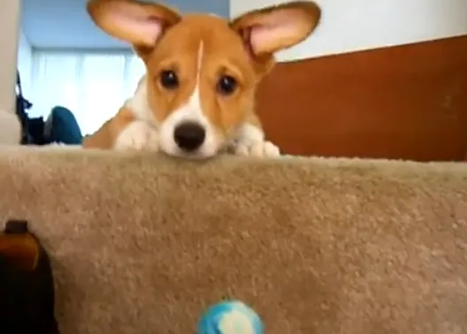 Un corgi, dos corgis, tres corgis: vídeos perrunos para alegrar el día