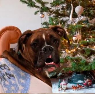 ¿Cómo felicitar la Navidad? Con un villancico MUY canino