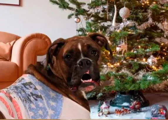 ¿Cómo felicitar la Navidad? Con un villancico MUY canino