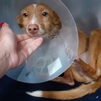 Los perros de caza no son como los demás perros …