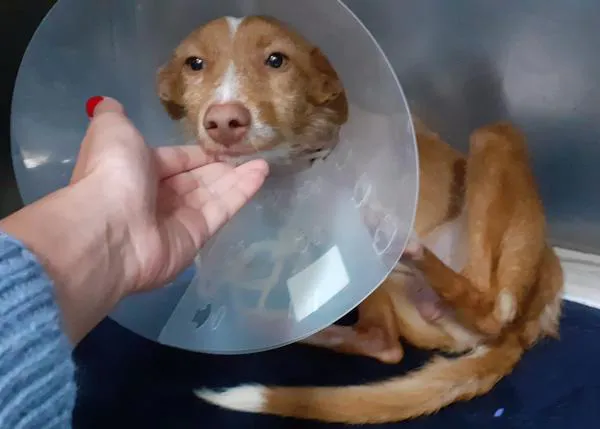 Los perros de caza no son como los demás perros en la nueva Ley de Bienestar animal de Andalucía