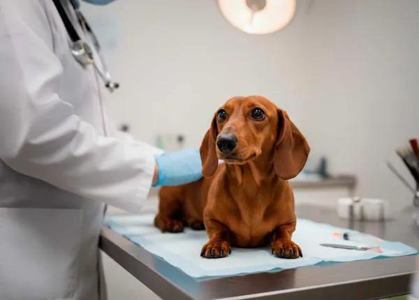 Demoledora investigación oficial sobre el coste de los veterinarios -especialmente en las grandes cadenas- en el Reino Unido