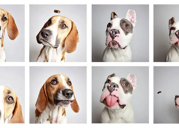 El efectivo y divertido fotomatón de los canes que buscan un nuevo hogar