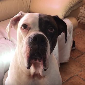 Mucho humor y buen ritmo para celebrar las amistades caninas …