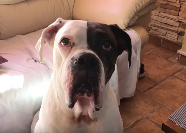 Mucho humor y buen ritmo para celebrar las amistades caninas: 