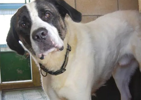 La perrera de Vitoria pasa de sacrificar a 675 perros al sacrificio cero