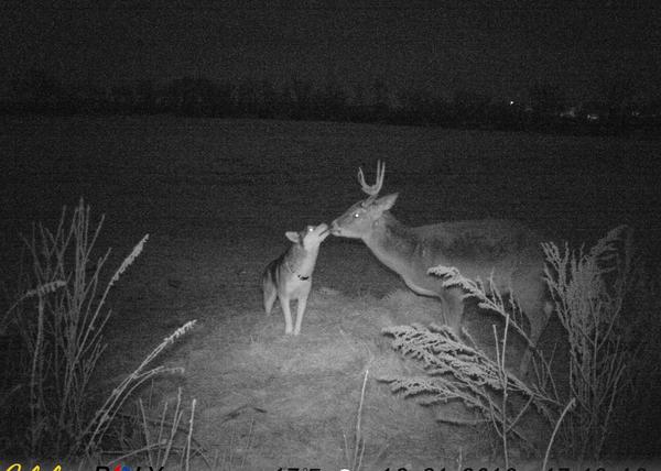 Una cámara de rastreo revela la inesperada y fabulosa amistad entre un Husky y un ciervo