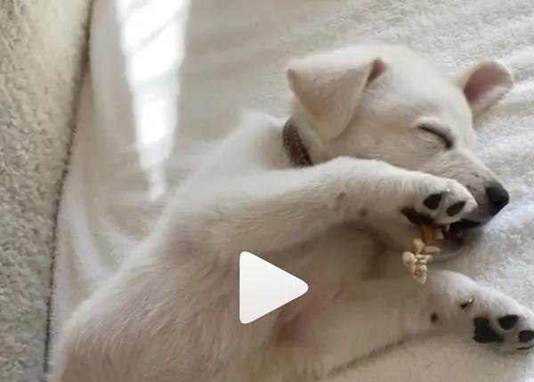 La familia (perruna) de Jennifer Aniston crece: la actriz presenta a Lord Chesterfield