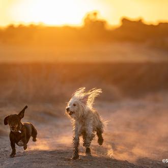 Los perros y los gatos cada vez son más longevos …
