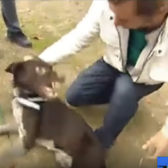 Decenas de asociaciones y educadores caninos piden a Mediaset que …