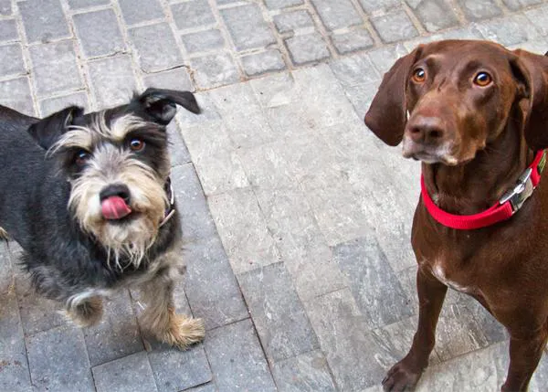 SrPerro os da la bienvenida