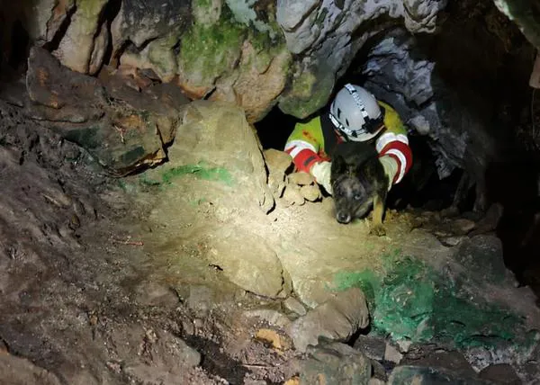 Noche de San Juan y el efecto de los petardos en miles de perros: ataques de pánico, canes que huyen y se pierden...