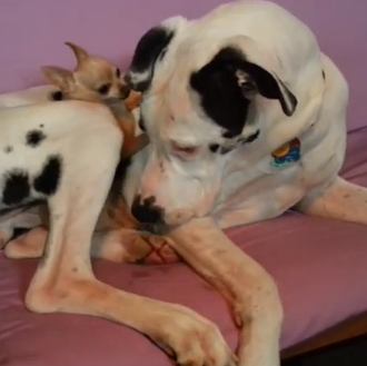 ¿Por qué los perros pequeños viven más años que los …