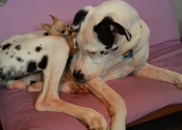 ¿Por qué los perros pequeños viven más años que los perros grandes?