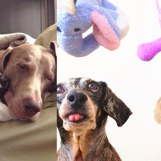 Estrellas caninas en instagram: Harlow y Sage, el dúo dinámico
