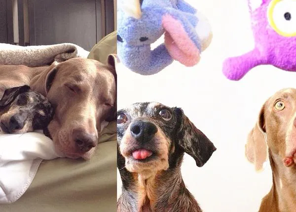 Estrellas caninas en instagram: Harlow y Sage, el dúo dinámico