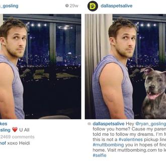 #muttbombing: genial idea para fomentar las adopciones de perros utilizando …