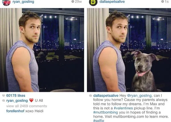 #muttbombing: genial idea para fomentar las adopciones de perros utilizando a las celebridades