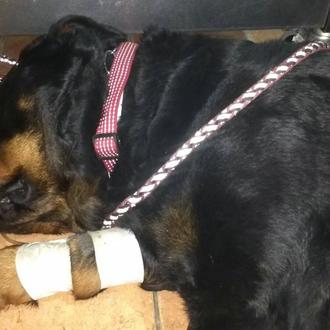 OJO si paseas con tu perro por Benissa: hasta 11 …