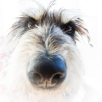 Nombres de perros para... diseñadores obsesos