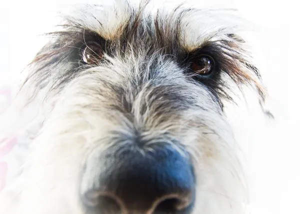 Nombres de perros para... diseñadores obsesos