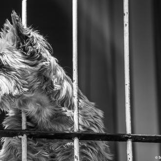 ¿Cuánto viven los perros? Un estudio analiza los factores que …