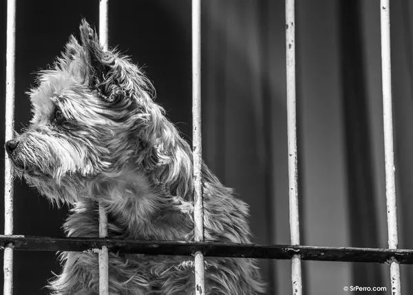 ¿Cuánto viven los perros? Un estudio analiza los factores que contribuyen a la longevidad canina