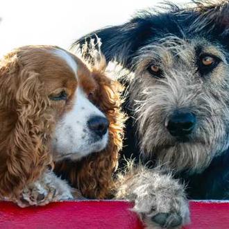 Estos son los perros que protagonizarán 