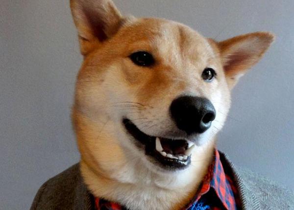El increíble salto a la fama del shiba inu fashionista: Menswear dog
