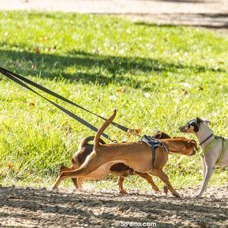 En Europa hay casi 90 millones de perros, un 25 …