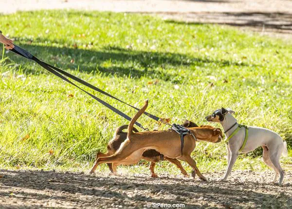 En Europa hay casi 90 millones de perros, un 25% de hogares convive con al menos un can -y España sigue 