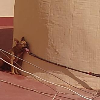 El caso del perro de Torrevieja: cómo un perro puede …