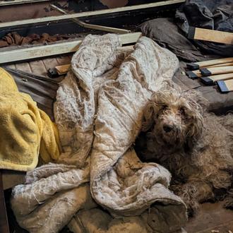 La radical transformación de una perra de 13 años rescatada …