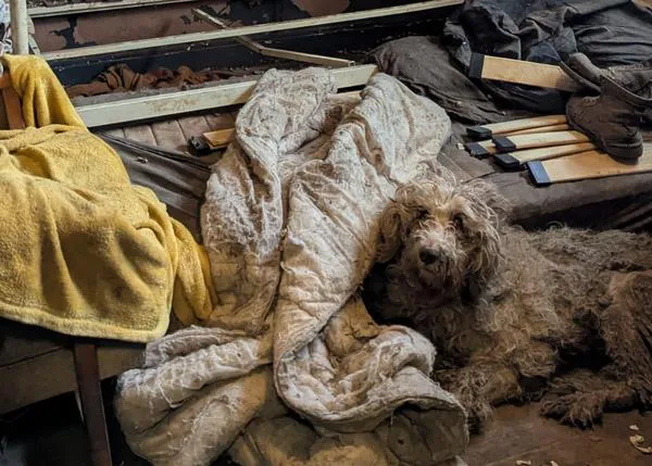 La radical transformación de una perra de 13 años rescatada de gravísimo caso de maltrato animal, la nueva vida de Gracie